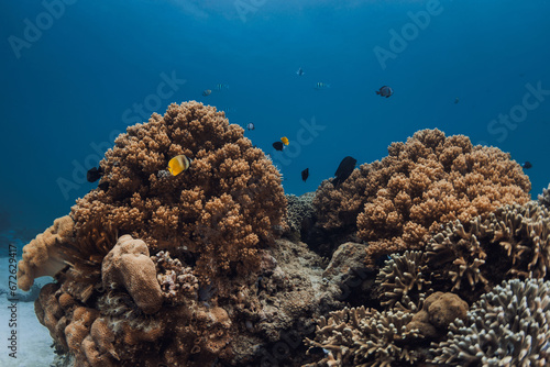 Underwater world with corals and fishes in transparent blue ocean