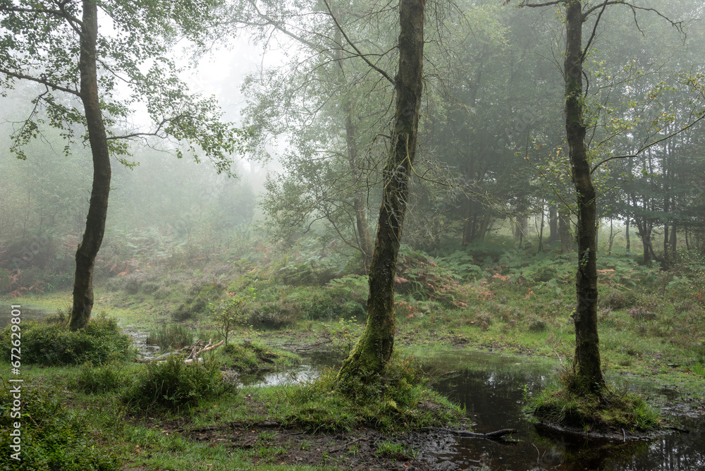 Fototapeta premium Stunning foggy forest late Summer landscape image with glowing mist in distance among lovely dense woodland