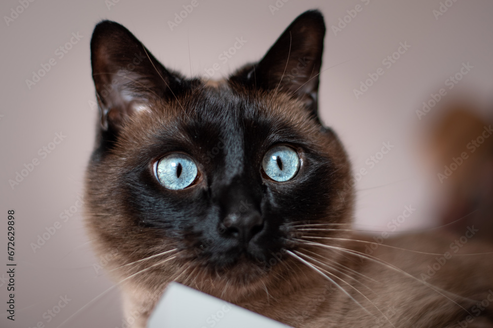 Portrait of a siamese cat