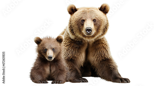 Large brown bear and cute bear cub, cut out