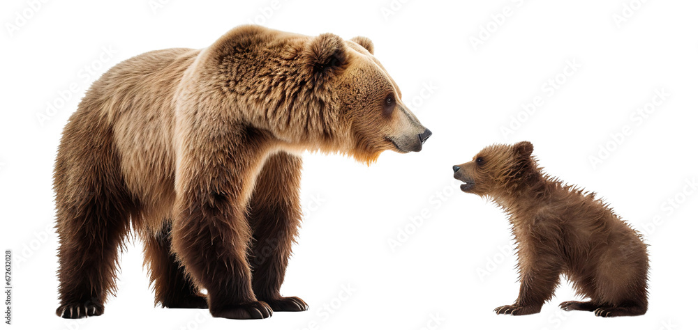 Obraz premium Large brown bear and cute bear cub, cut out
