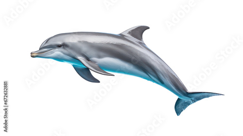 Dolphin isolated on transparent background transparency 