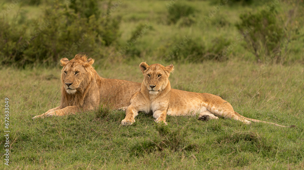 Lioness and young lion resting in the savanah Lioness and young lion resting in the savanah