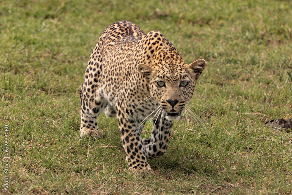 Leopard on the hunt in the savaanah Leopard on the hunt in the savaanah