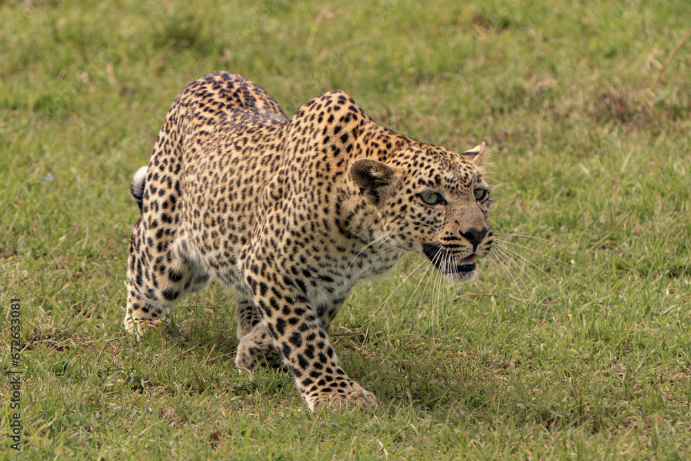 Leopard on the hunt in the savaanah Leopard on the hunt in the savaanah