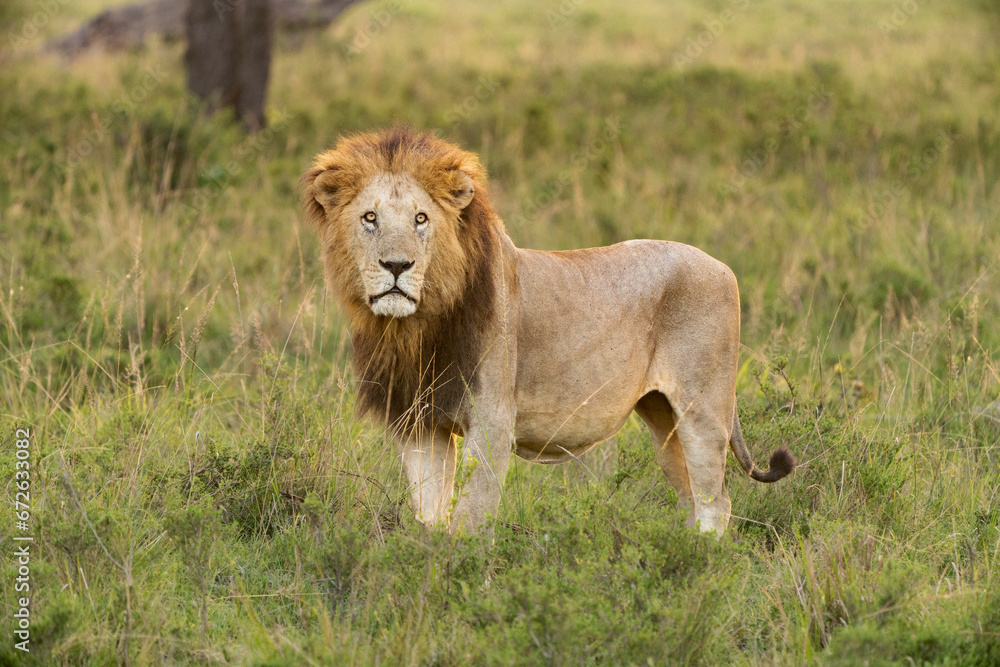 Beautiful lion from the Masai mara national park Beautiful lion from the Masai mara national park