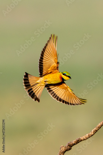 Little bee-eater in action photo