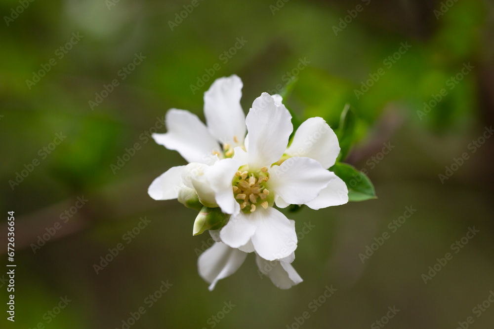 Exochorda grandiflora grows and blooms in the garden in summer Exochorda grandiflora grows and blooms in the garden in summer
