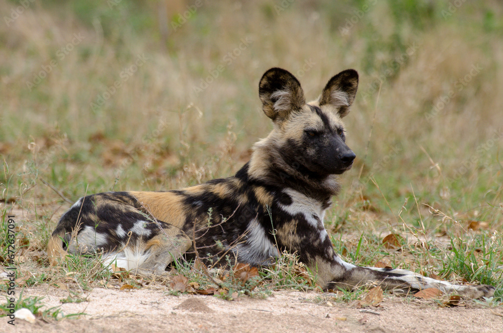Lycaon, Lycaon pictus, Afrique du Sud Lycaon, Lycaon pictus, Afrique du Sud