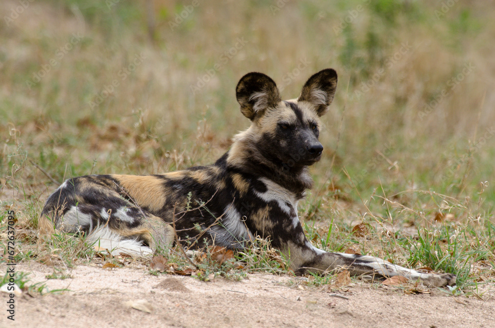 Lycaon, Lycaon pictus, Afrique du Sud Lycaon, Lycaon pictus, Afrique du Sud