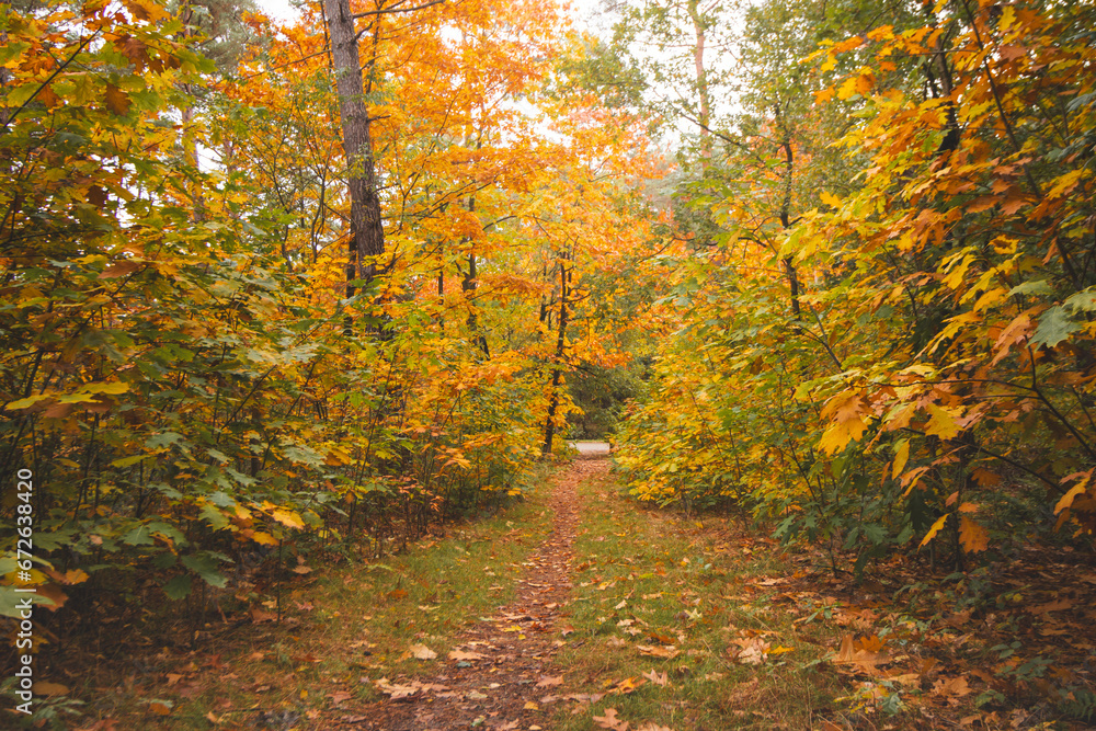 Naklejka premium Colourful autumn forest in Hoge Kempen National Park, eastern Belgium during sunset. A walk through the wilderness in the Flanders region in November