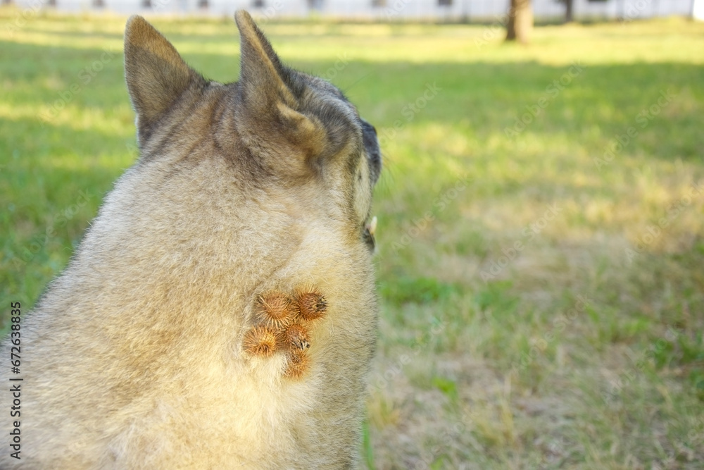 Obraz premium A thistle or burdock hangs from the dog's hair.