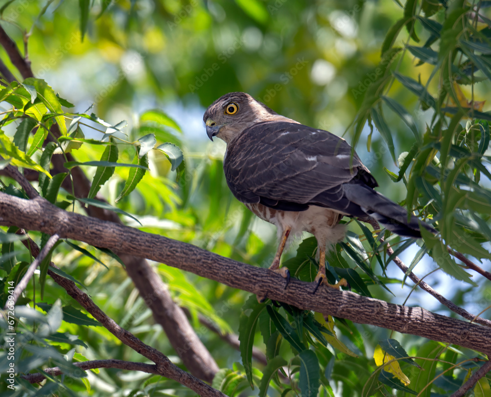 shikra on the branch