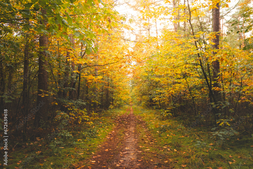 Obraz premium Colourful autumn forest in Hoge Kempen National Park, eastern Belgium during sunset. A walk through the wilderness in the Flanders region in November