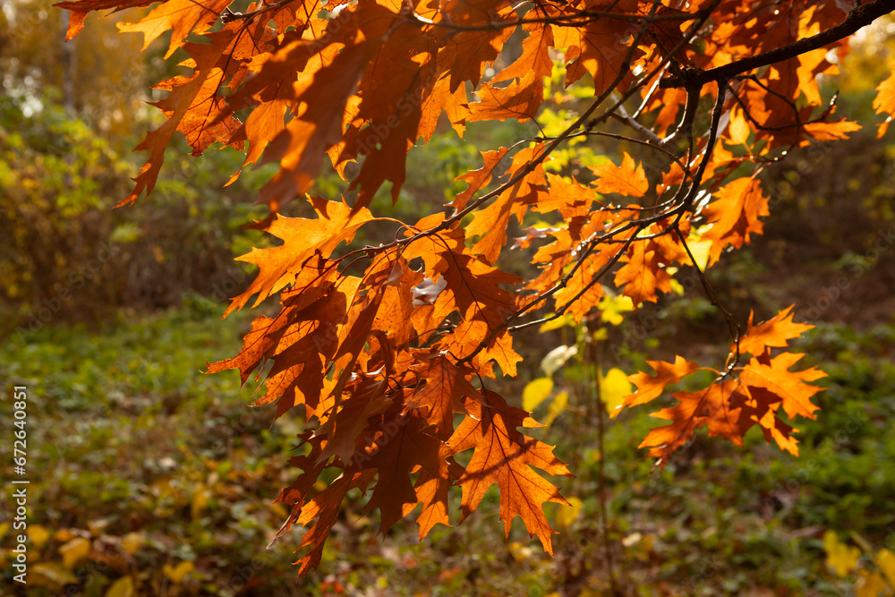 Close up of Autumn oak dry brown leaves on branch nature park Close up of Autumn oak dry brown leaves on branch nature park