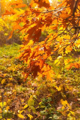 Close up of Autumn oak dry brown leaves nature park