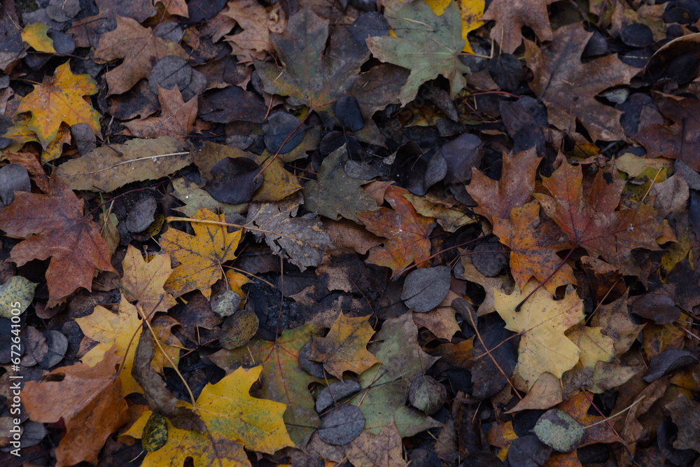 Nature season background with fallen autumn leaves