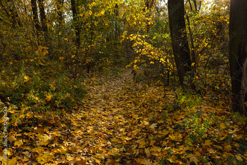 Fototapeta premium fallen maple leaves on the path in the park autumn nature