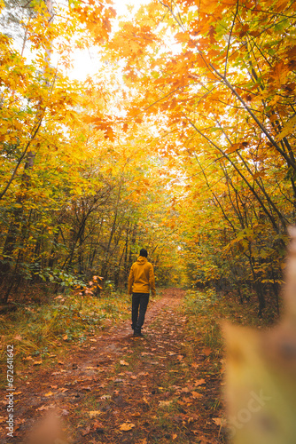 Backpacker walks through the colourful autumn forest in the Hoge Kempen National Park in eastern Belgium. Wilderness in Flanders in November