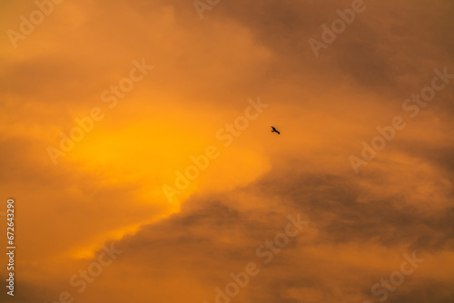 Silhouette hawk flying with freedom and sunset sky.
