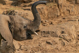 Elefanten-Baby