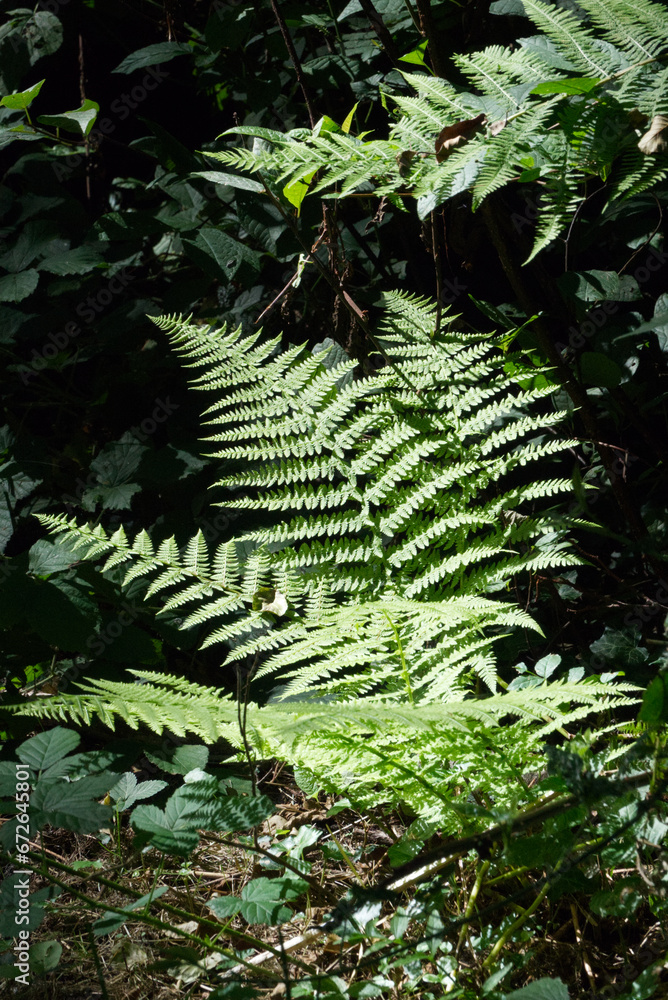 Farn im Schatten Farn im Schatten