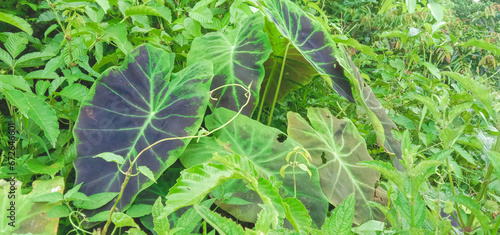 Foto Taro plant in the forest