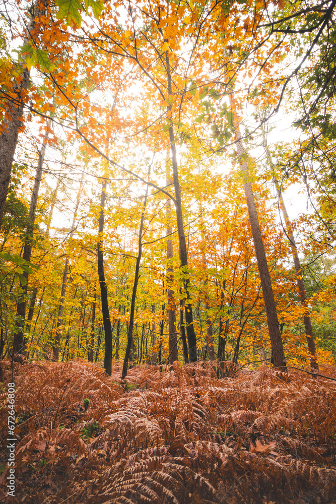 Colourful autumn forest in Hoge Kempen National Park, eastern Belgium during sunset. A walk through the wilderness in the Flanders region in November Colourful autumn forest in Hoge Kempen National Park, eastern Belgium during sunset. A walk through the wilderness in the Flanders region in November