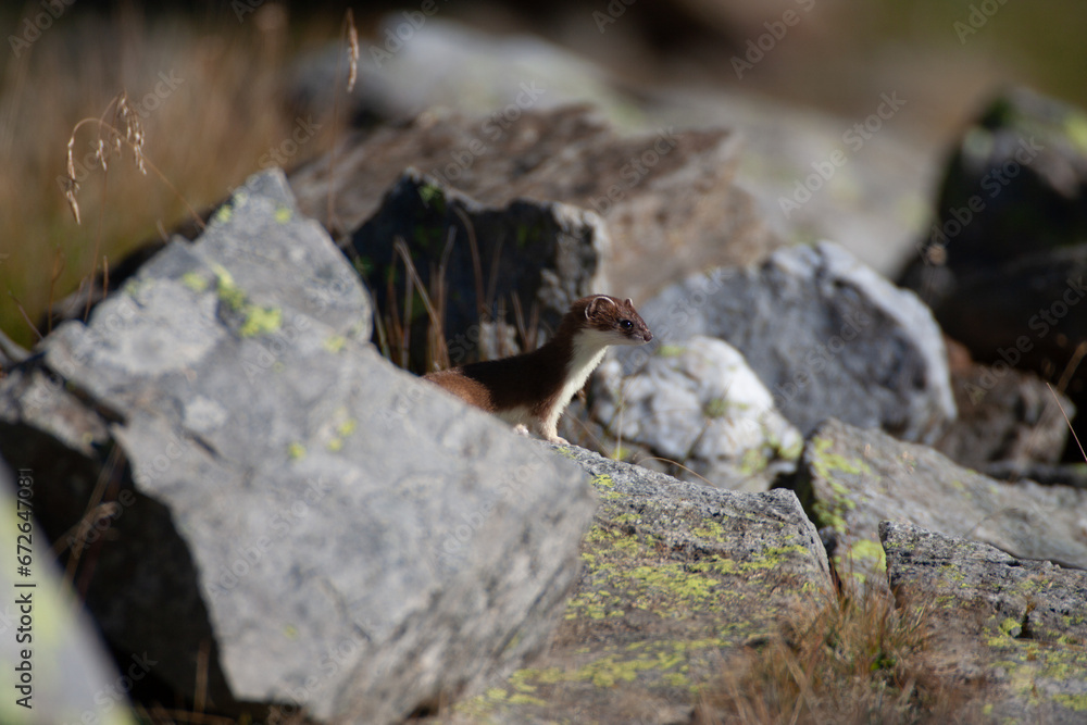 Ermine (Mustela erminea) Ermellino Ermine (Mustela erminea) Ermellino