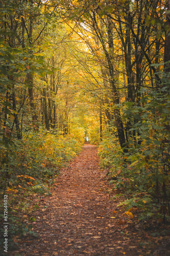 Obraz premium Colourful autumn forest in Hoge Kempen National Park, eastern Belgium during sunset. A walk through the wilderness in the Flanders region in November