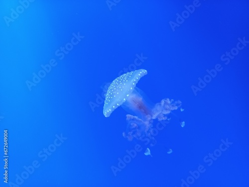 jellyfish diving in aquarium 