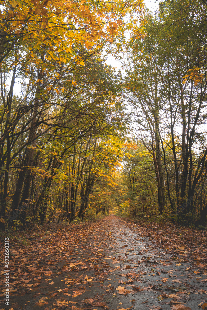 Fototapeta premium Colourful autumn forest in Hoge Kempen National Park, eastern Belgium during sunset. A walk through the wilderness in the Flanders region in November