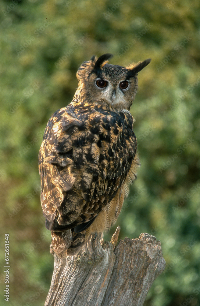 Fototapeta premium Grand duc d'Europe,.Bubo bubo, Eurasian Eagle Owl
