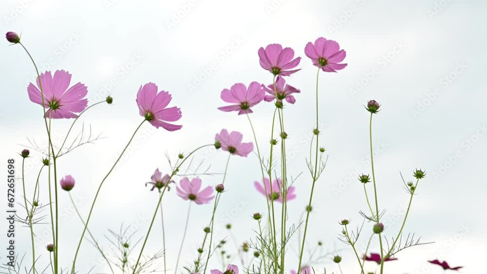 Beauty pink cosmos flower blooming in the field on natural background. Beauty pink cosmos flower blooming in the field on natural background.