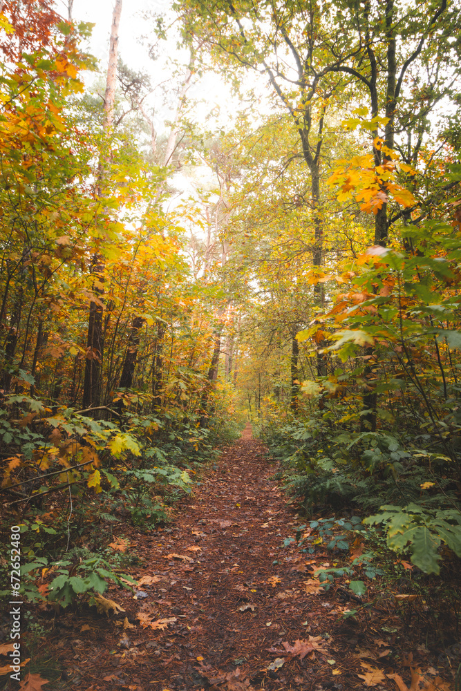 Fototapeta premium Colourful autumn forest in Hoge Kempen National Park, eastern Belgium during sunset. A walk through the wilderness in the Flanders region in November