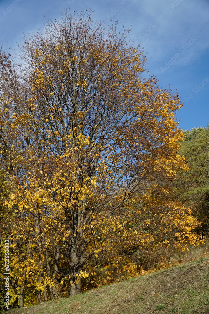 Fototapeta premium Trees with yellow leaves in fall