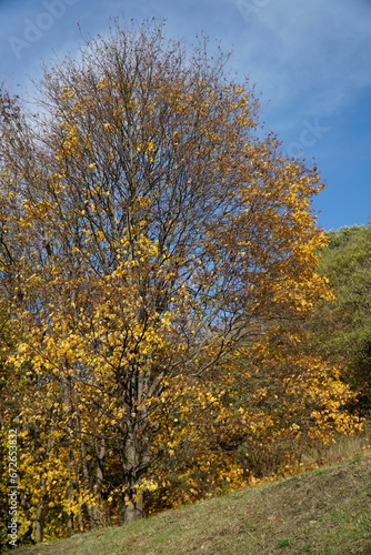Trees with yellow leaves in fall