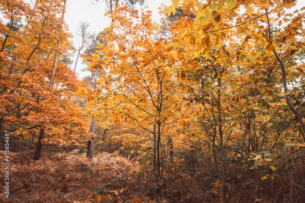 Colourful autumn forest in Hoge Kempen National Park, eastern Belgium during sunset. A walk through the wilderness in the Flanders region in November Colourful autumn forest in Hoge Kempen National Park, eastern Belgium during sunset. A walk through the wilderness in the Flanders region in November