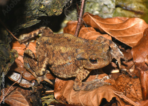 A half-grown Common toad (Bufo bufo) emerging from leaves at night
