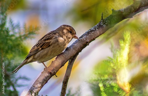 Passer domesticus on a branch 