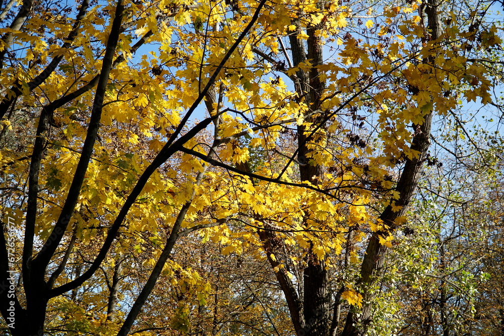Yellow leaves on tree branch in fall Yellow leaves on tree branch in fall