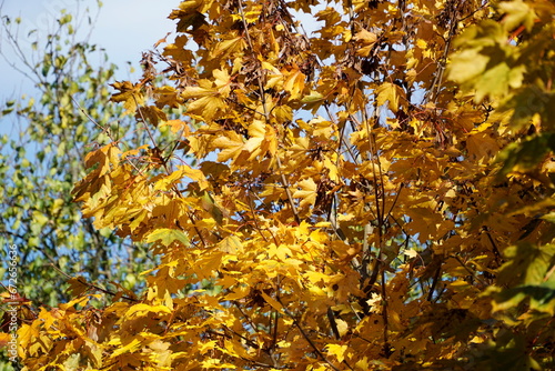 Yellow leaves on tree branch in fall