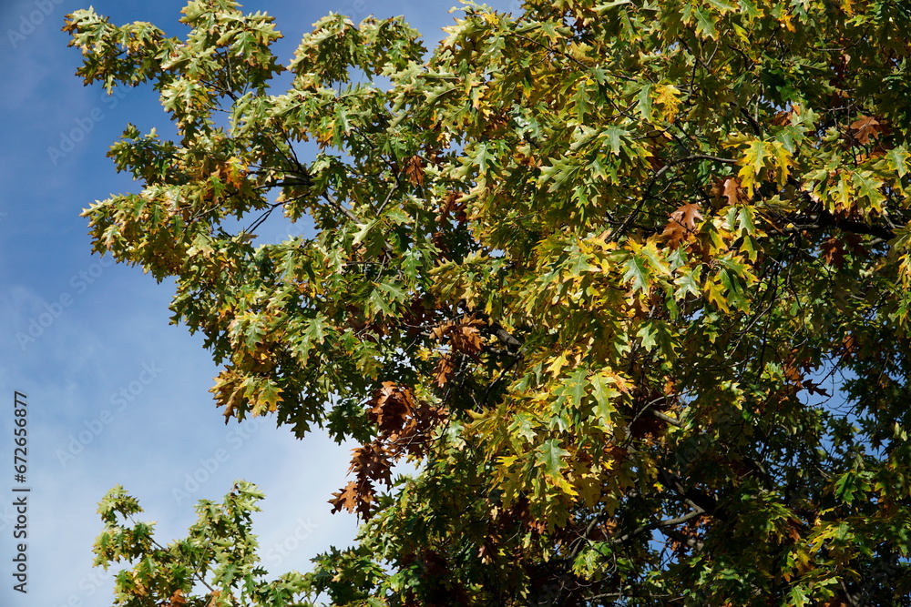 Dried leaves on tree branch in fall Dried leaves on tree branch in fall