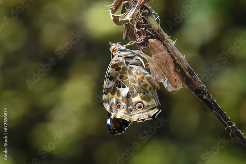 Painted lady butterfly (Vanessa cardui) completes emergence from chrysalis 