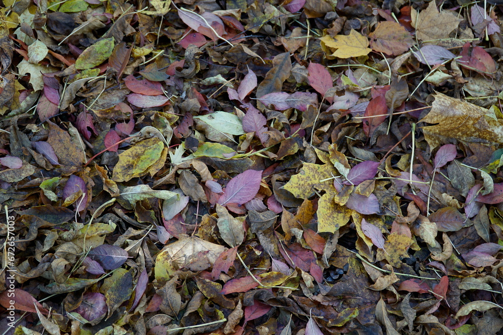 Dried yellow leaves on a ground in fall Dried yellow leaves on a ground in fall