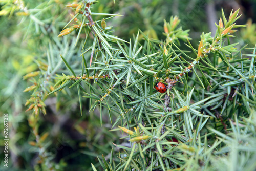 A closeup of a lady bug on the branches of Cade (Juniperus oxycedrus).