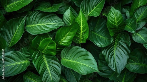 Green leaves fern tropical rainforest background © NI