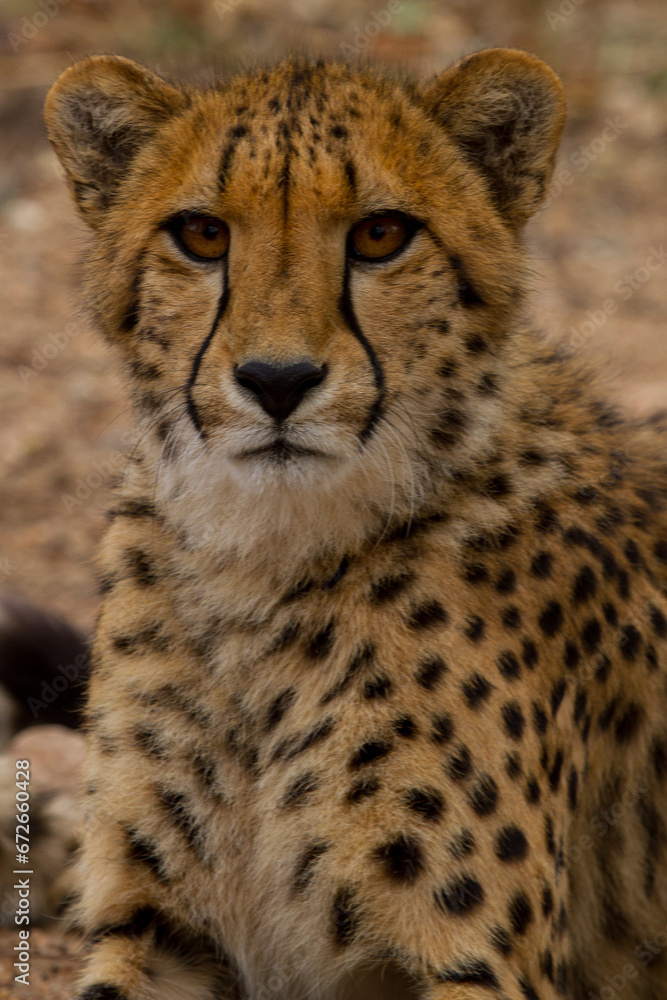 Cheetah of Africa Cheetah of Africa