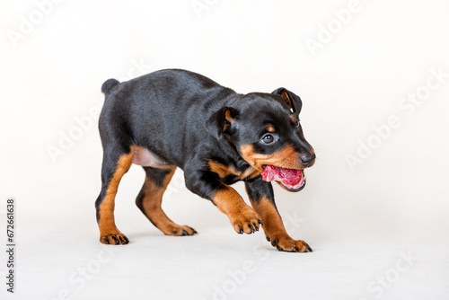 Portrait of a black and tan miniature pinscher puppy against a white background. Dog eats fresh meat photo