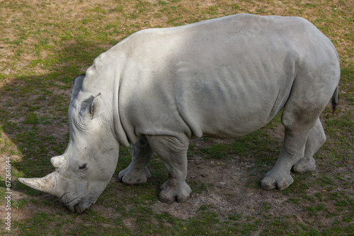 safari africa animals, rhino walks and eats grass, rhino in nature